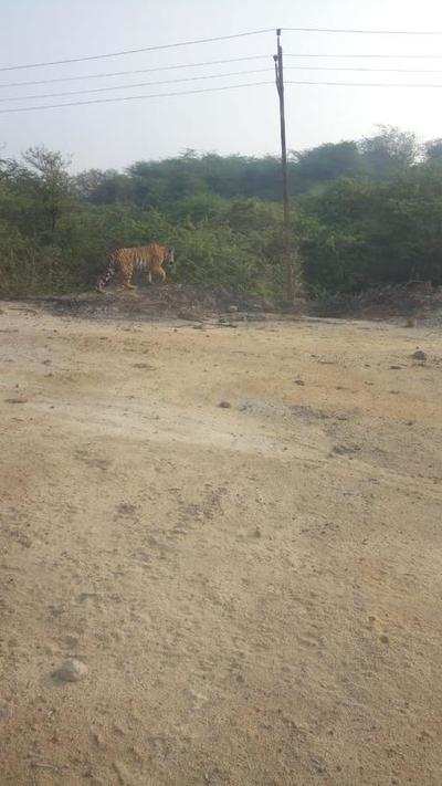 Image result for Tiger in cement factory in Chandrapur, forest on alert