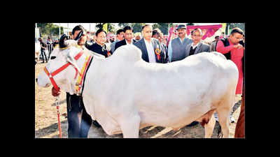 National Dairy Mela: Haryana farmer's cow gets top spot with 58.86kg milk daily
