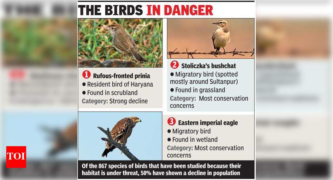 Shrinking habitat puts three bird species in state at risk | Gurgaon News - Times of India Shrinking habitat puts three bird species in state at risk | Gurgaon News - Times of India