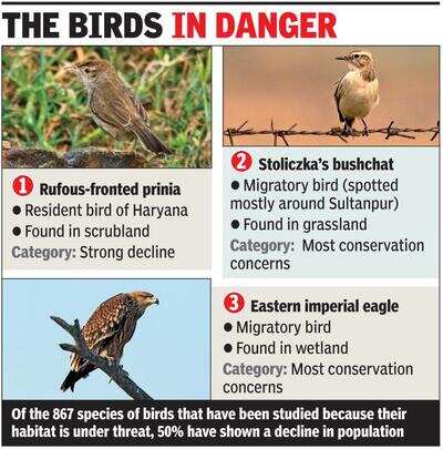 Shrinking habitat puts three bird species in state at risk | Gurgaon News - Times of India Shrinking habitat puts three bird species in state at risk | Gurgaon News - Times of India