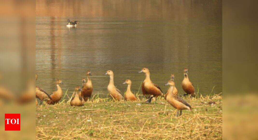 Remove power lines to save bustards: SC