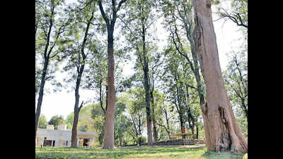 Chandigarh: Trees inside Capitol Complex dying slow