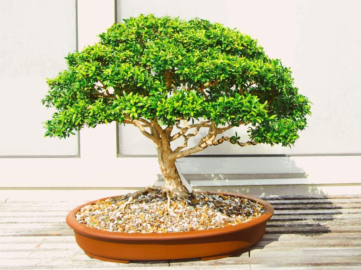 Bonsai Tree A fascinating sculptural plant for your garden ...
