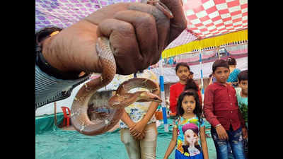 Navi Mumbai: Snakes rescued from Uran as the weather gets hot