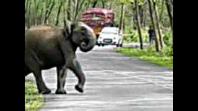 Alternative road will lead to more wildlife casualties, Kerala tells SC