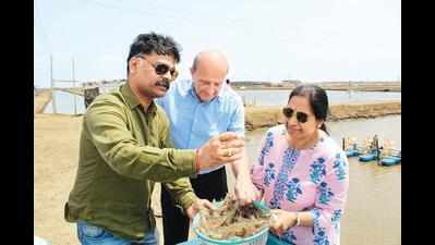 South Gujarat revs up shrimp output to 45,000 MT in 10 years