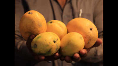 Alphonso growers from Maharashtra to sue sellers of fake variety