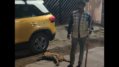 Hyderabad: Dog beaten up by security guard, critical