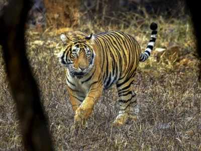 26 tigers missing from Ranthambore national park: NTCA member Diya Kumari
