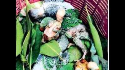 11 parrot chicks killed, seven saved as tree cut to widen highway