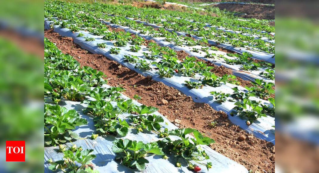 Kerala Munnar gets strawberry flavour Kozhikode News Times of India