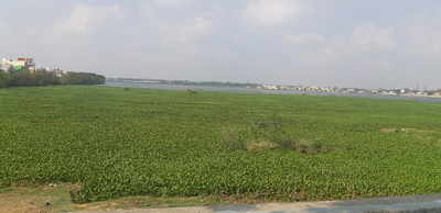 Ambattur Lake covered by Hyacinths
