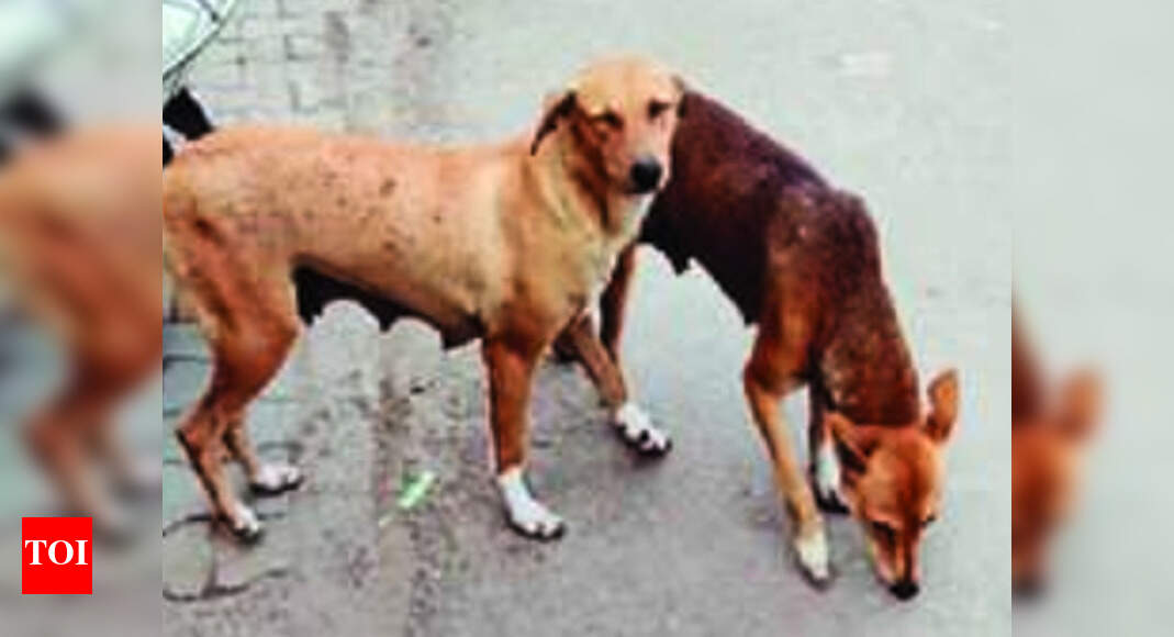 With dog bite cases on rise, CMO office says ‘ran out of injections