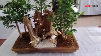 Creative floral show makes perfect weekend for Jaipurites