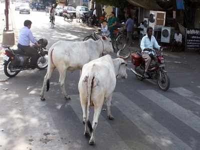MP and Rajasthan pushing stray cattle into UP, says mantri