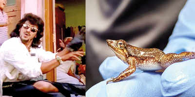 Upendra's dance inspires name for a species of dancing frogs