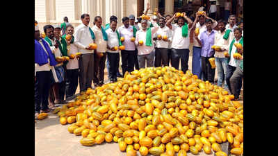 Mysuru: Farmers in peril as cucumber sells for just 50 paise per kg