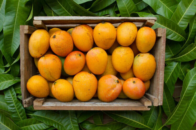 Mangoes