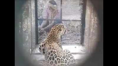 Madhya Pradesh: Maneater leopard caught in Dhar district