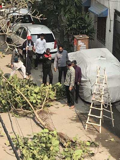 Illegal tree pruning by RWA
