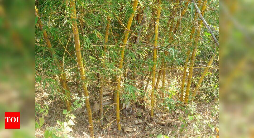 Nagpur’s second ‘bamboo setum’ to come up in Gorewada forest Nagpur