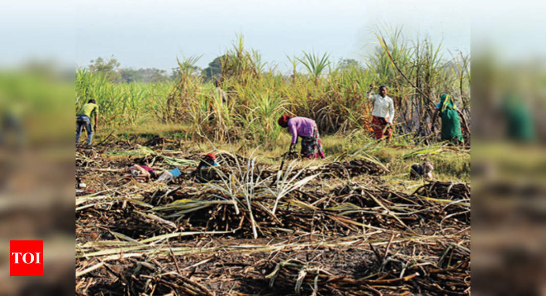 Gujarat: Over two lakh sugarcane harvesters set to go on strike | Surat ...