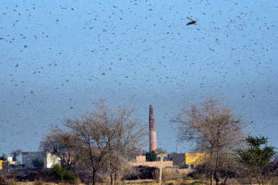 China to send 'duck army' to help Pakistan fight locusts
