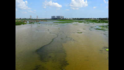 Tamil Nadu: Deadline over, government seeks 1 month to plan Korattur lake clean-up