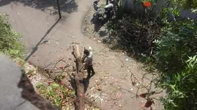 Sans permissions, tree cutters running riot in West Nagpur