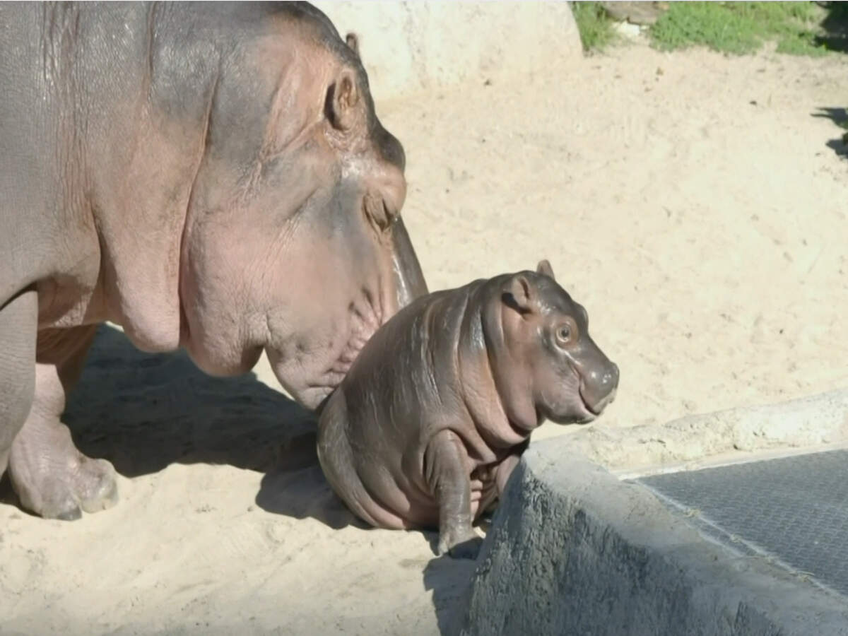 キッズ・ファミリー Hippo goes overseas Kiddieland Happy Hippo N' Friends Toy Vehicle w/ Animal