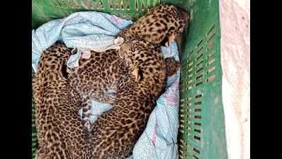 Maharashtra: 4 leopard cubs spotted on sugar cane fields at 2 villages in Junnar