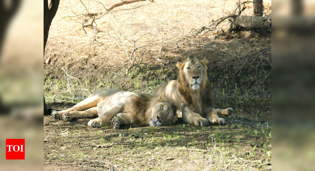 Gir lions turning into scavengers?