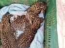 Maharashtra: 4 leopard cubs spotted on sugar cane fields at 2 villages in Junnar