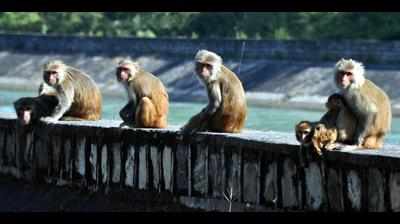 U’khand spent Rs 6cr in past 4 yrs, sterilised 15k monkeys