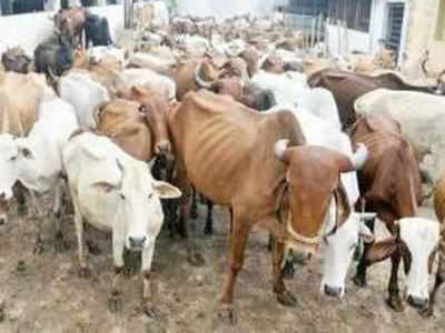 Silent efforts help indigenous cattle breeds flourish in Kerela
