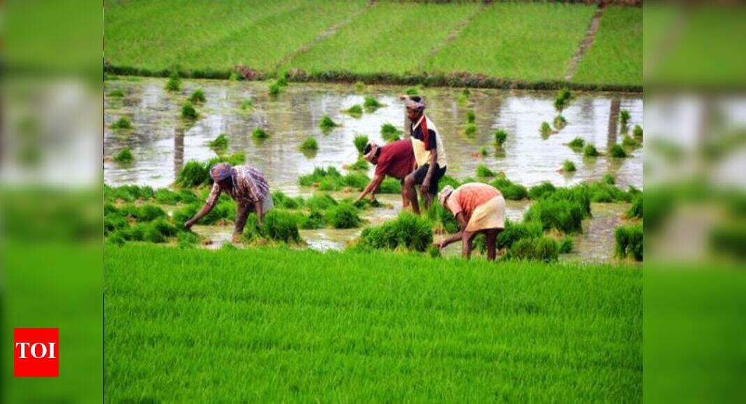 Untimely rain damaged crops on 2,820 hectares in Maharashtra | Mumbai ...