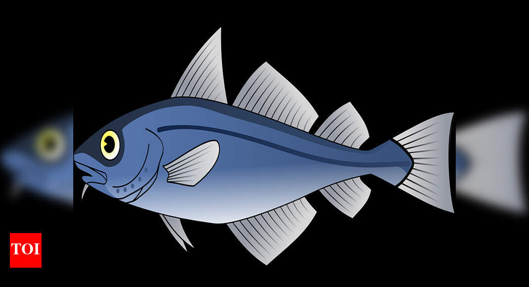 Formalin In Fish Officials Raid Market Chennai News Times Of India