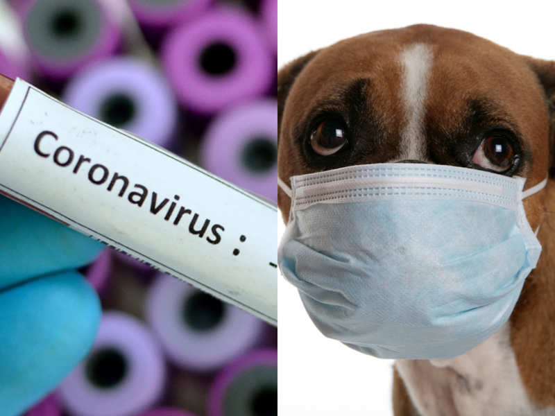 Your pet cannot get coronavirus. Here's why one dog tested positive