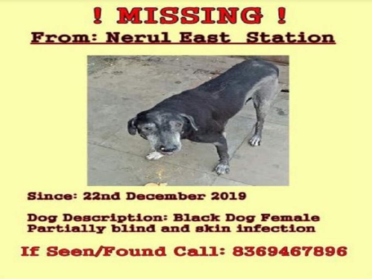 found a dog in the street