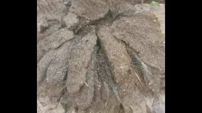 Prayagraj: Residents to shun wood, switch to cow dung logs for ‘Holika Dahan’