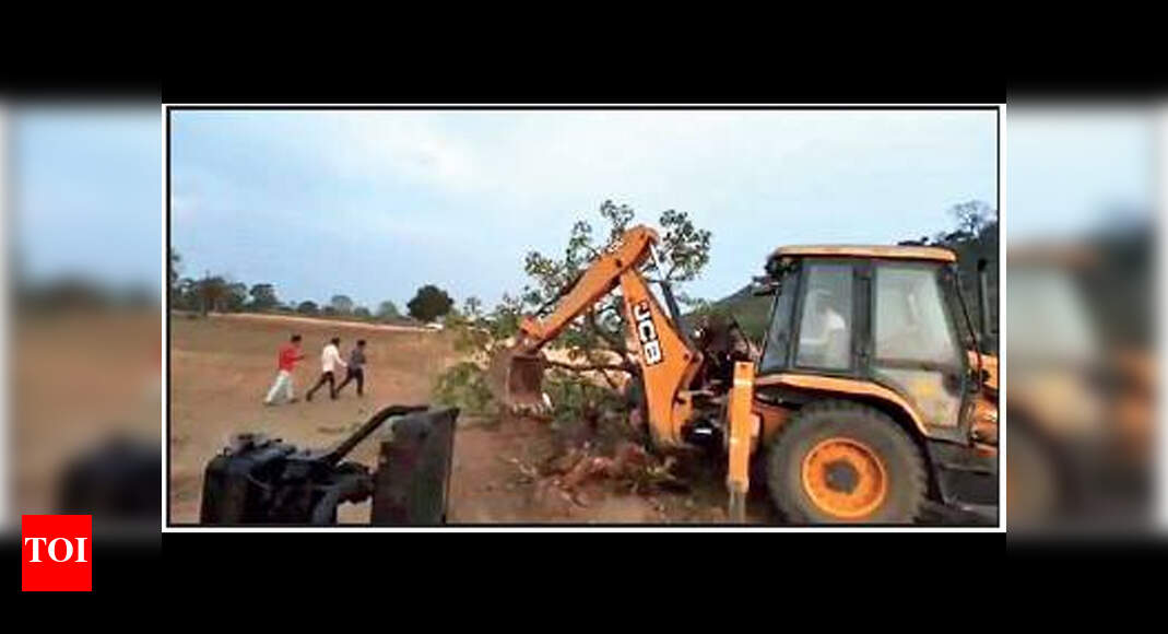 Madhya Pradesh: ‘Magic’ mohua tree uprooted after hundreds flock for ...