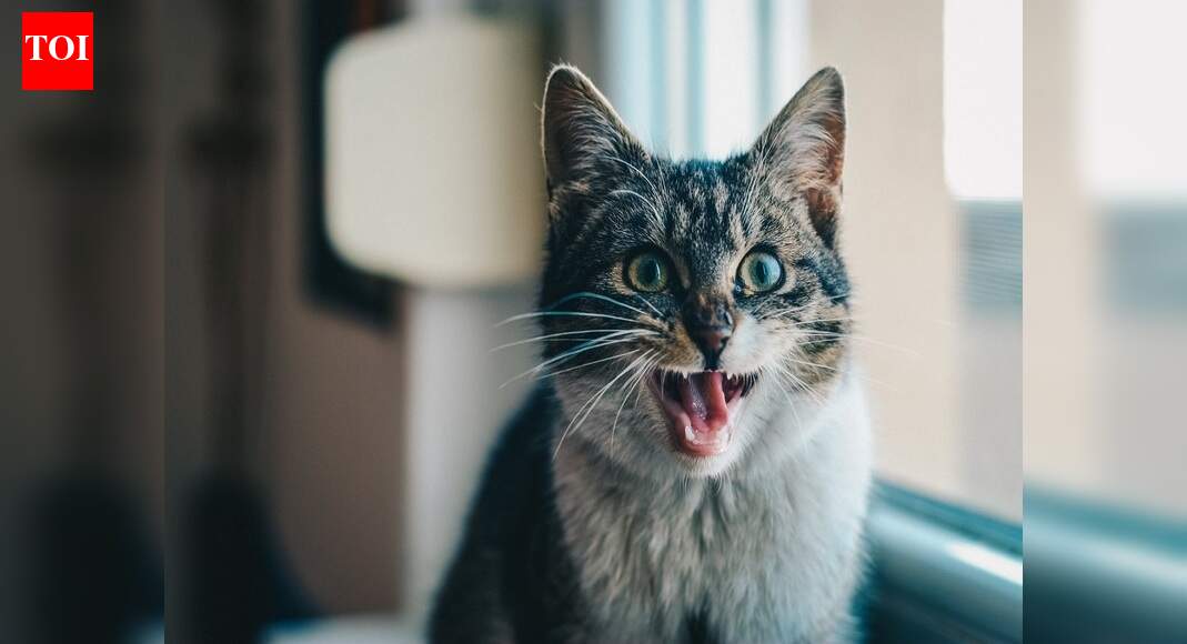 Cat food to keep your cats healthy & happy | - The Times Reviews