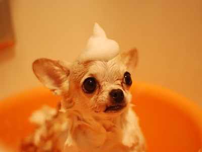 Dog shampoos that will be perfect for the shower time