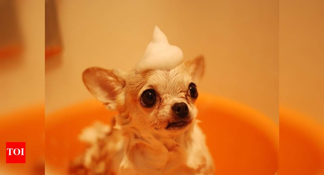 good buddy dog shampoo