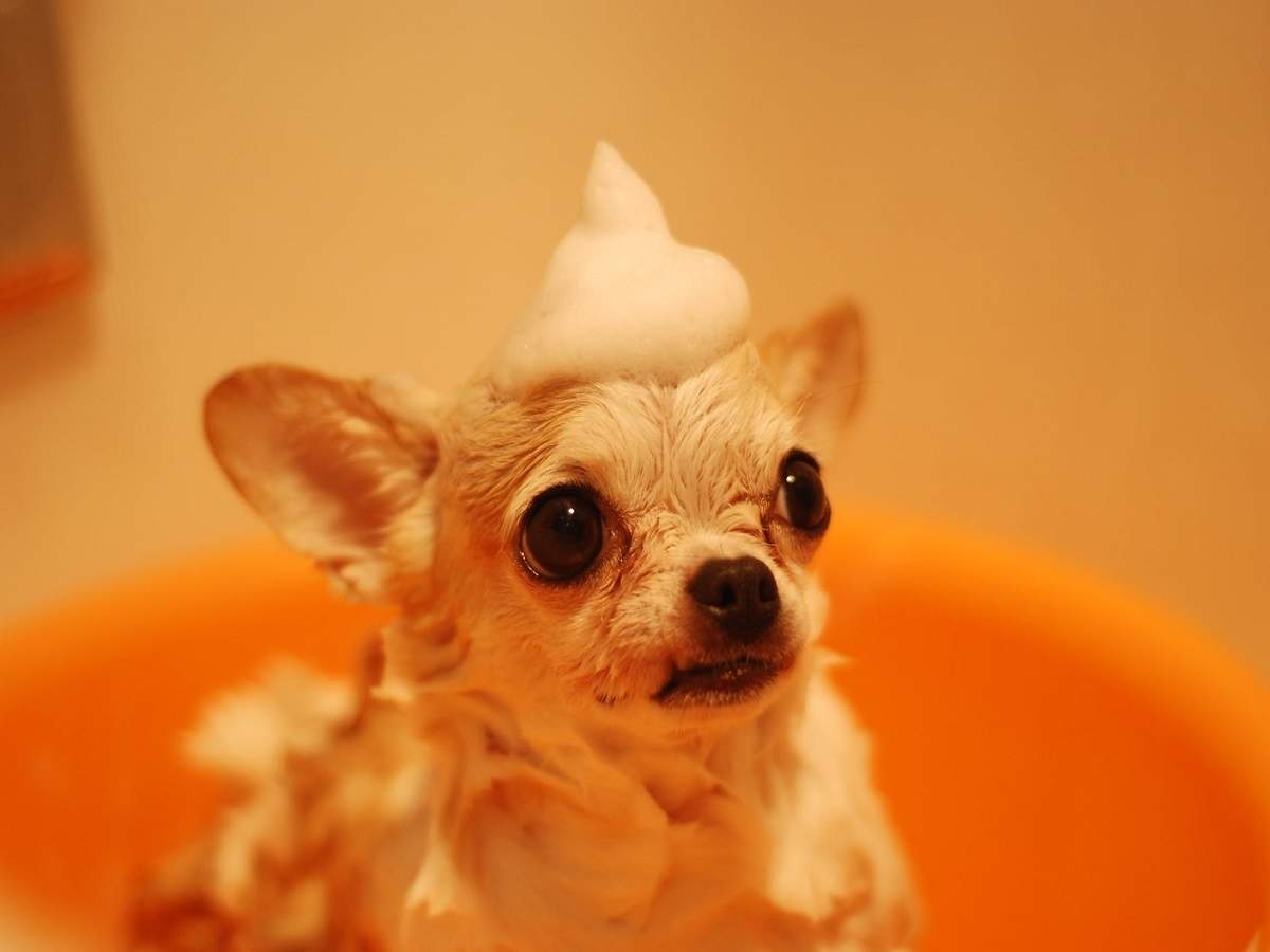 Dog shampoos that will be perfect for the shower time | Most Searched  Products - Times of India