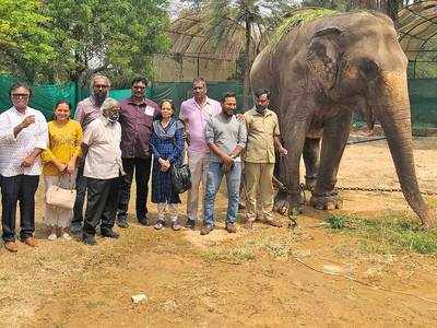 Artists adopt Sita, a 36-year-old elephant at city zoo