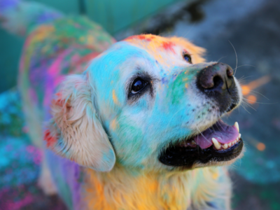 How to make it a safe Holi for your pets | Chennai News - Times of India