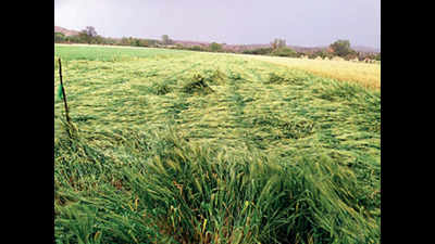 Gujarat: Unseasonal rain damages crops in Bhavnagar, Kutch