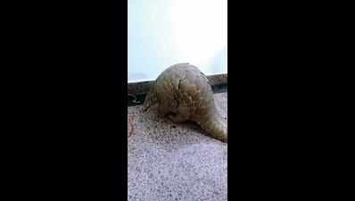 Pangolin rescued from SUV, 5 smugglers held with arms