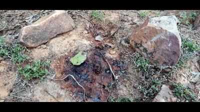 Leopard cub’s mutilated body found in Chitrakoot